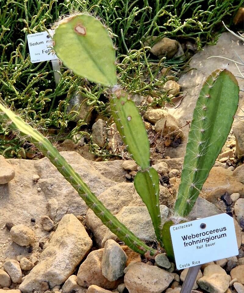 Weberocereus frohningiorum habit