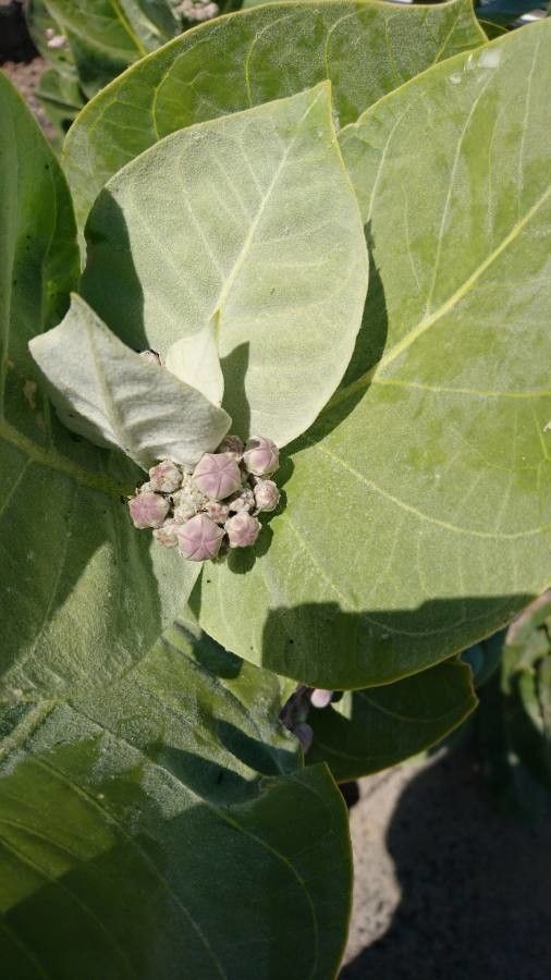 Calotropis procera fruit