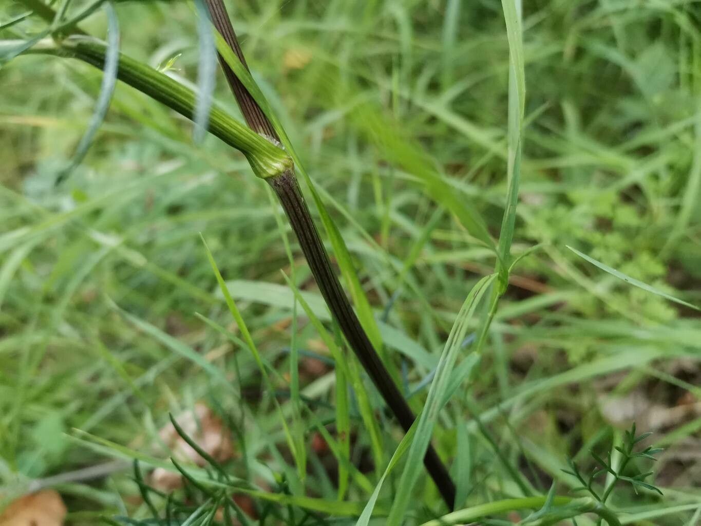 Cenolophium fischeri bark