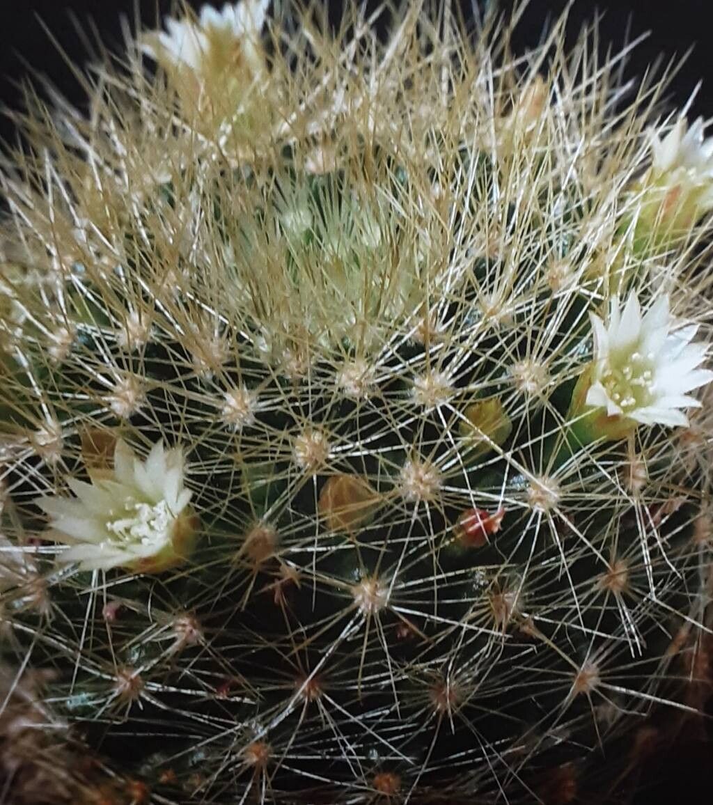 Mammillaria anniana