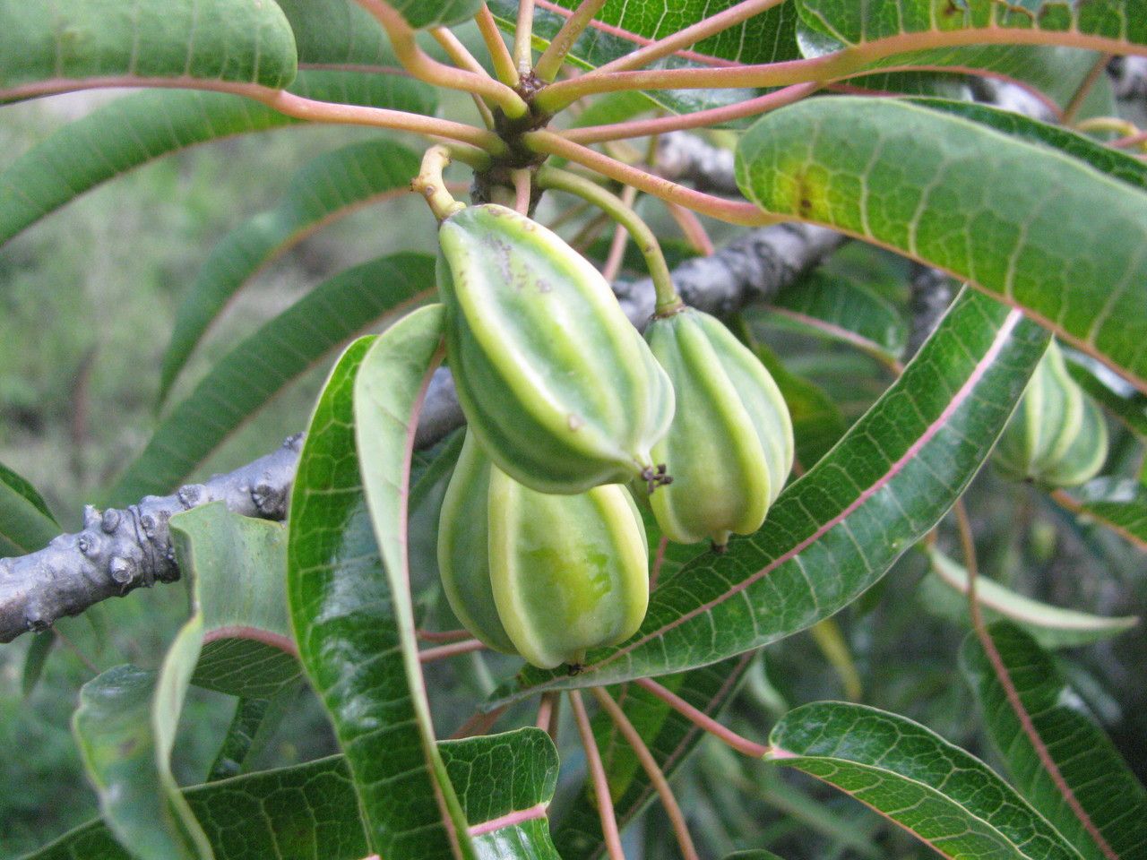 Carica quercifolia