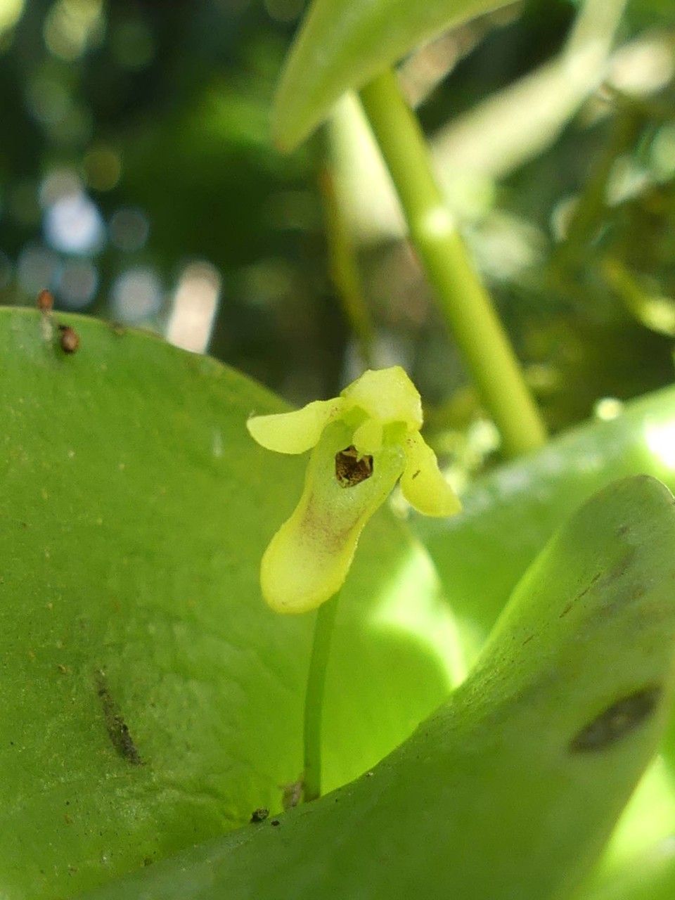 Pleurothallis crocodiliceps — houseplant care guide