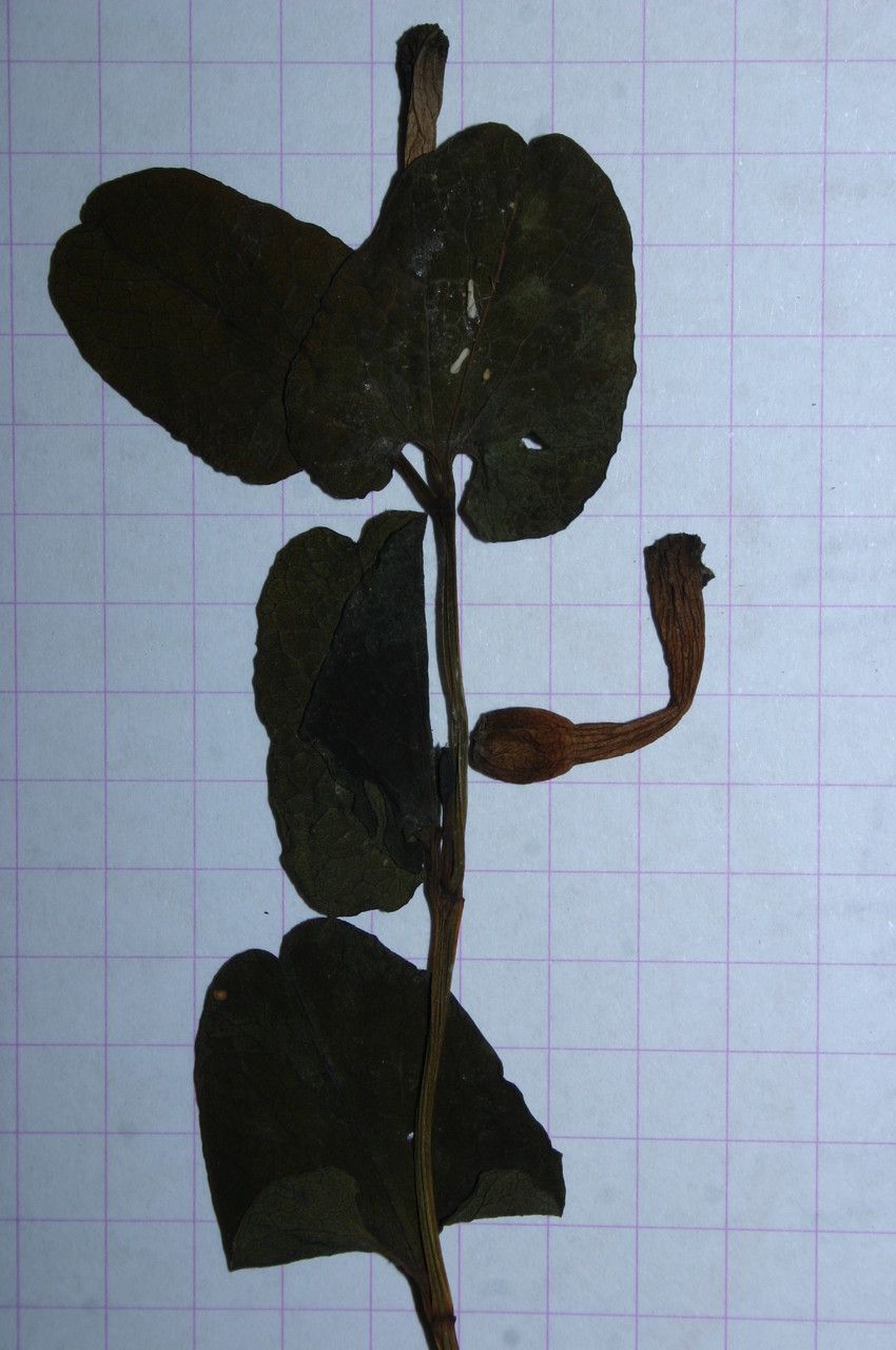 Aristolochia navicularis other