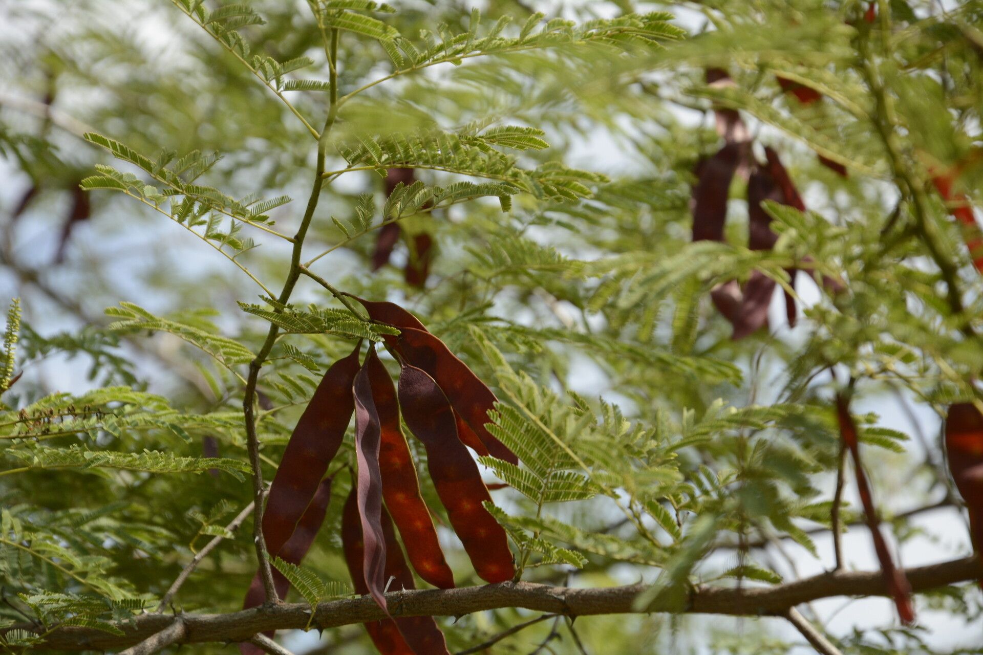 Senegalia chundra fruit
