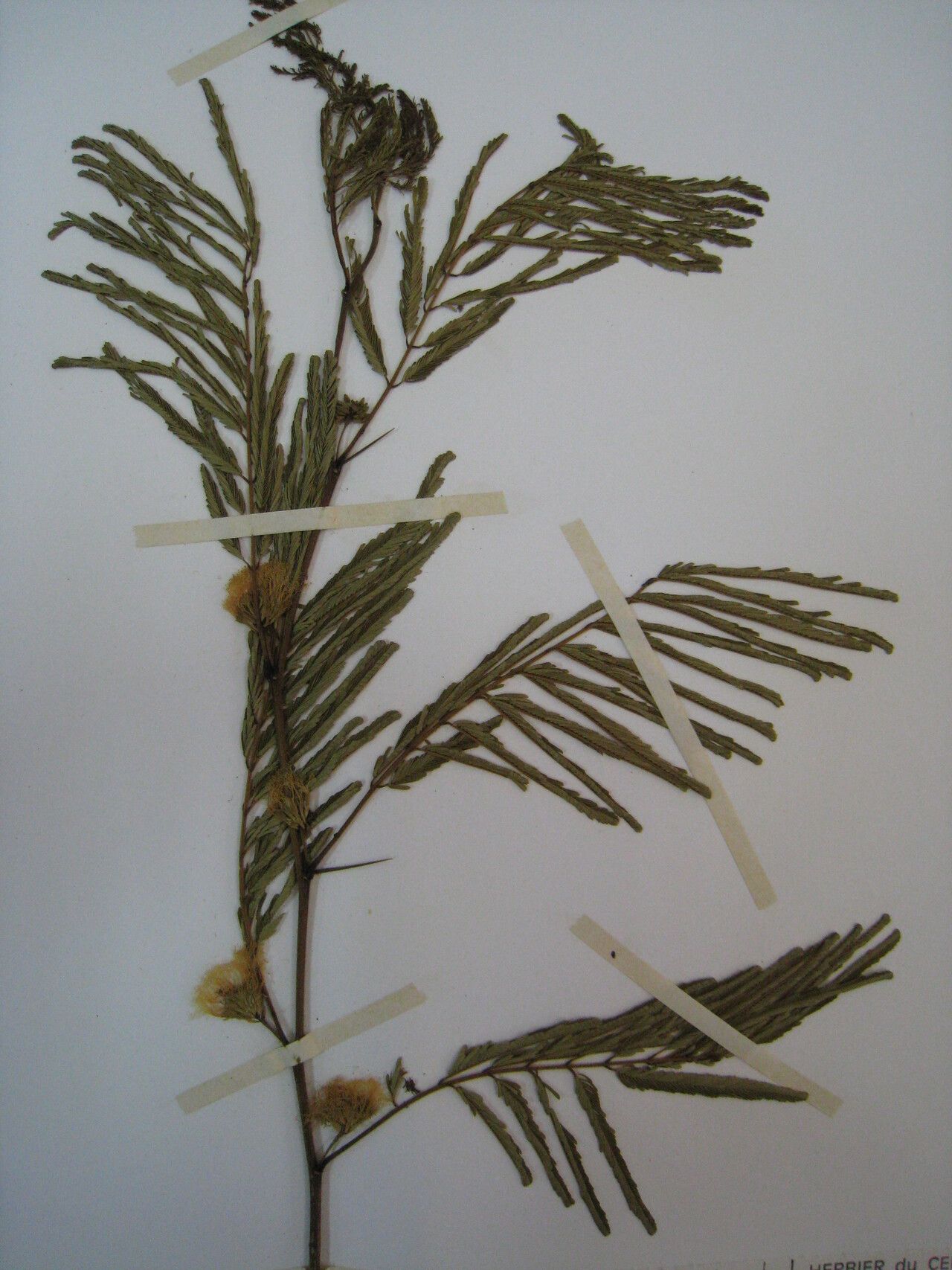 Chloroleucon acacioides other