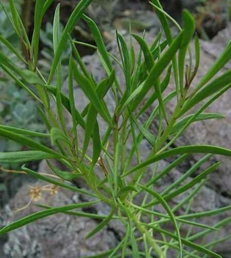 Senecio meuselii — houseplant care guide