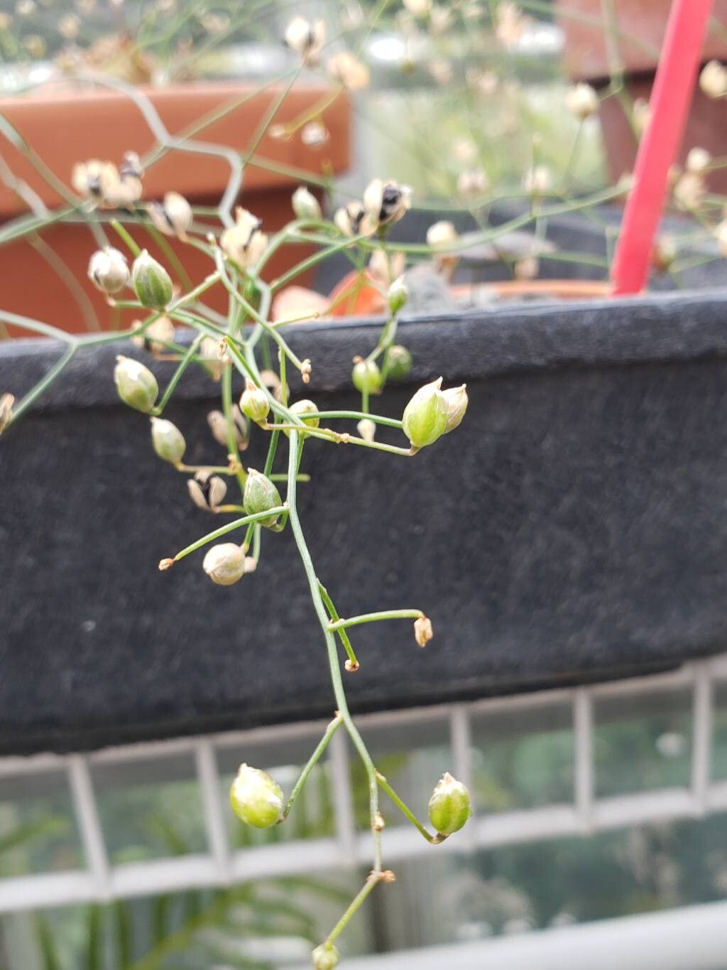 Drimia intricata fruit