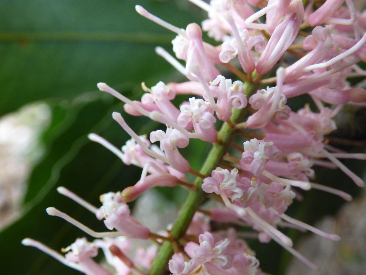 Macadamia integrifolia flower