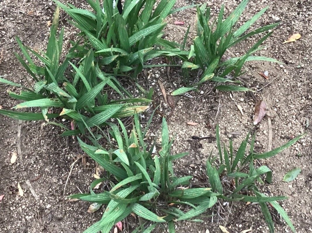 Babiana stricta — search result for 'Freesia'