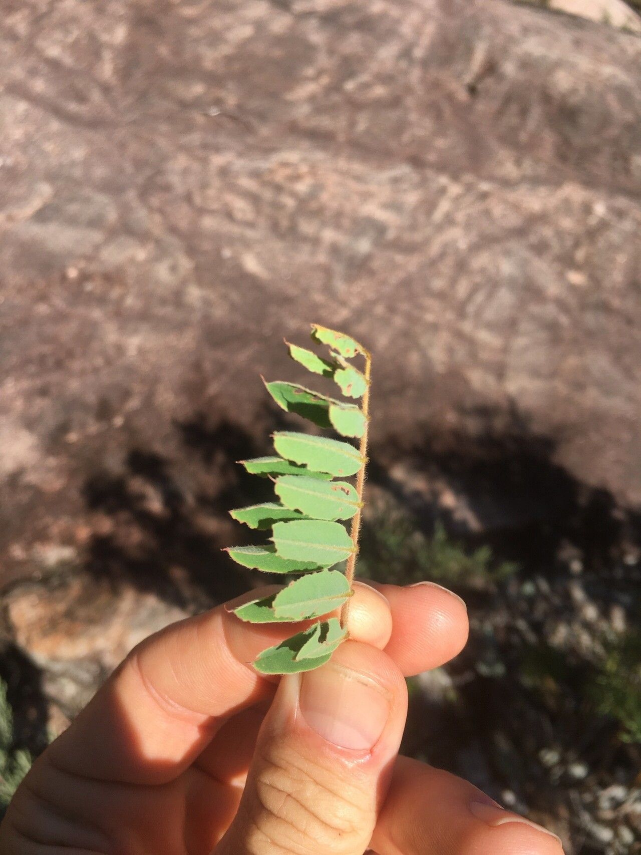 Indigofera mangokyensis — search result for 'Indigofera'