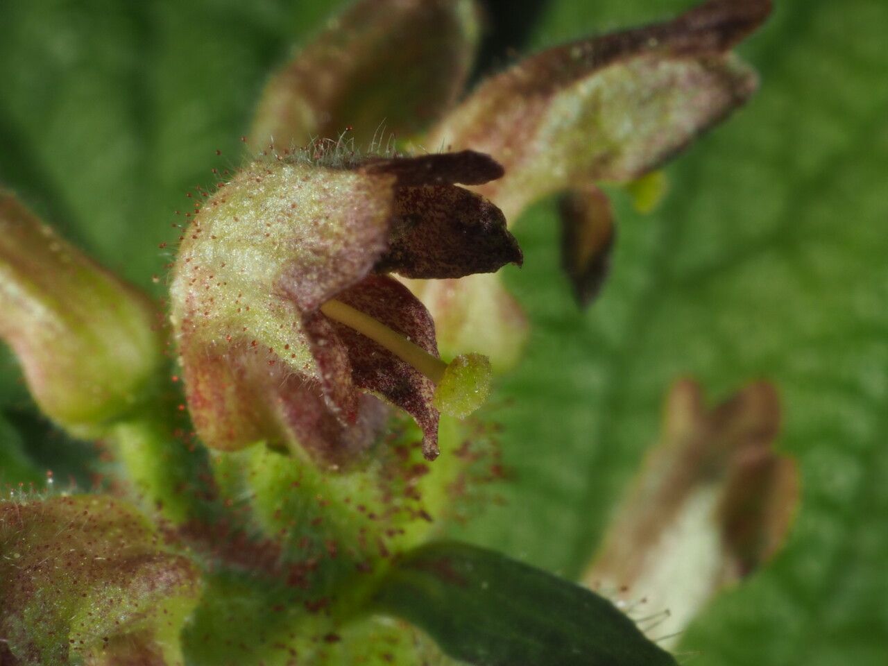 Triosteum pinnatifidum flower