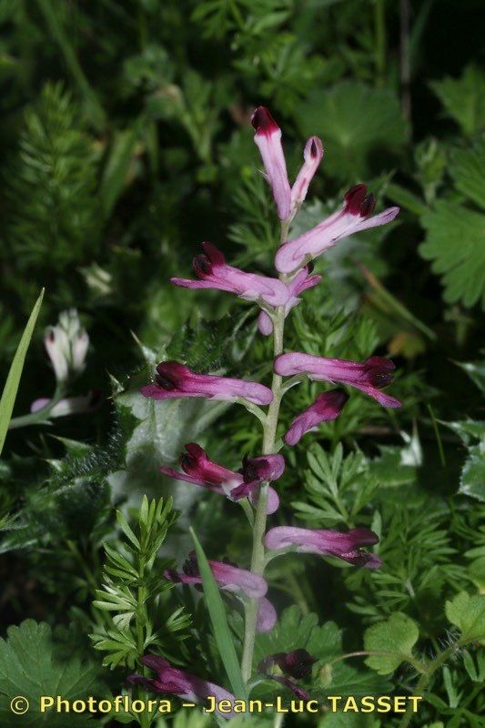 Fumaria rupestris — search result for 'Fumaria'