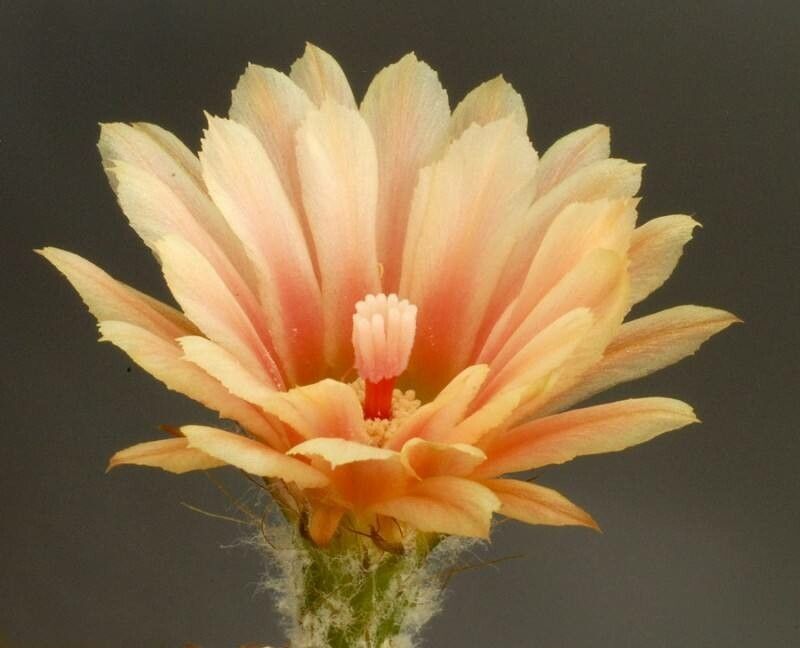 Eriosyce glabrescens flower