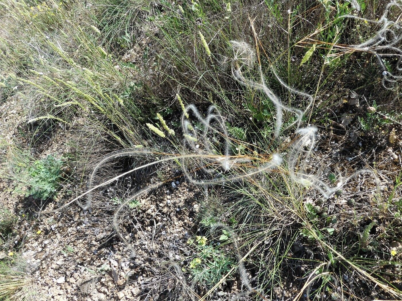 Stipa eriocaulis flower