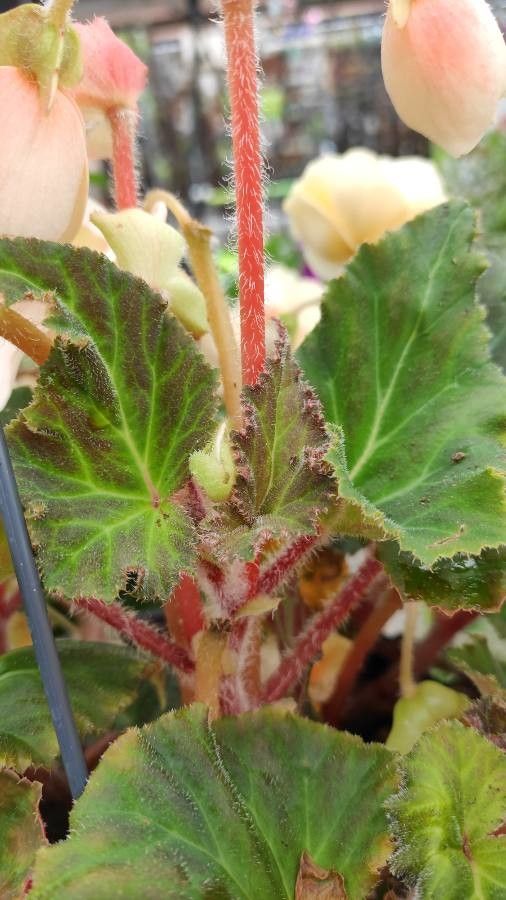 Begonia pendula — search result for 'Begonia'