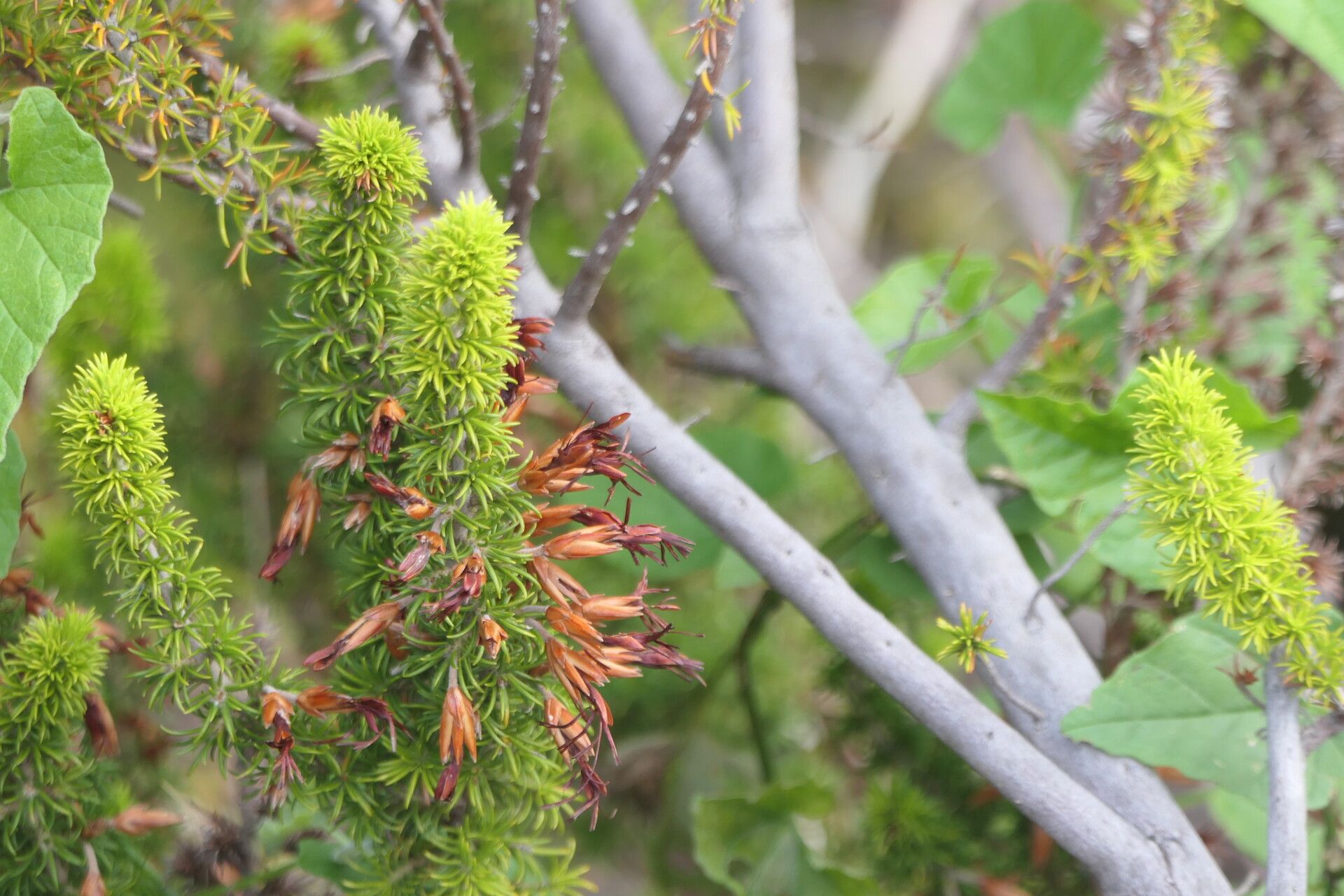 Erica coccinea habit