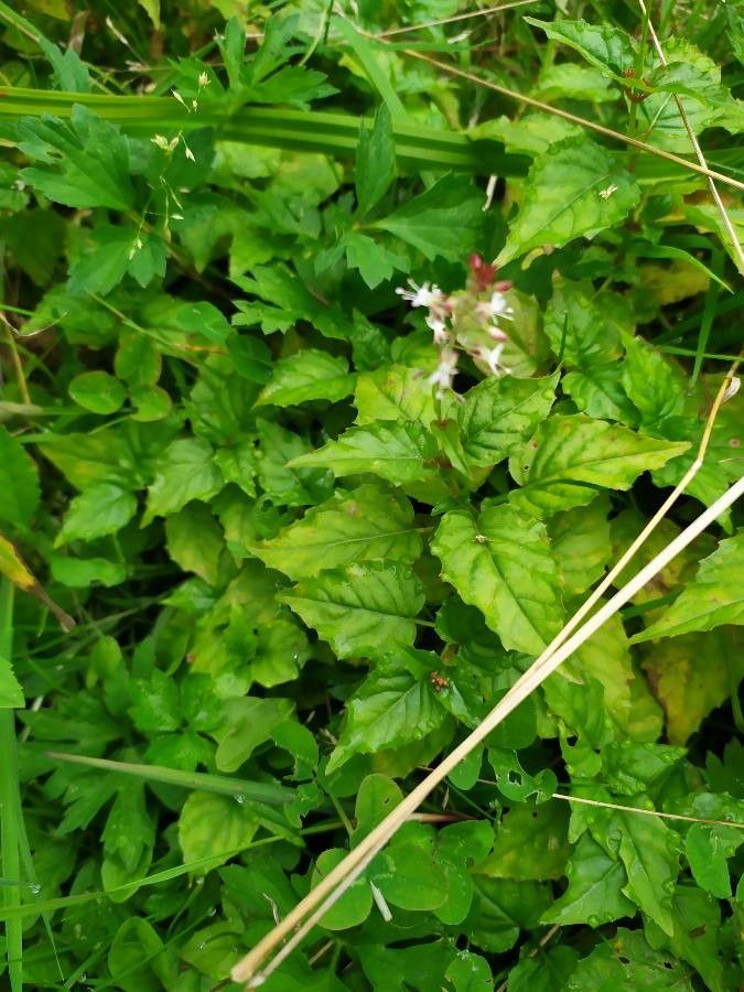 Circaea × intermedia leaf