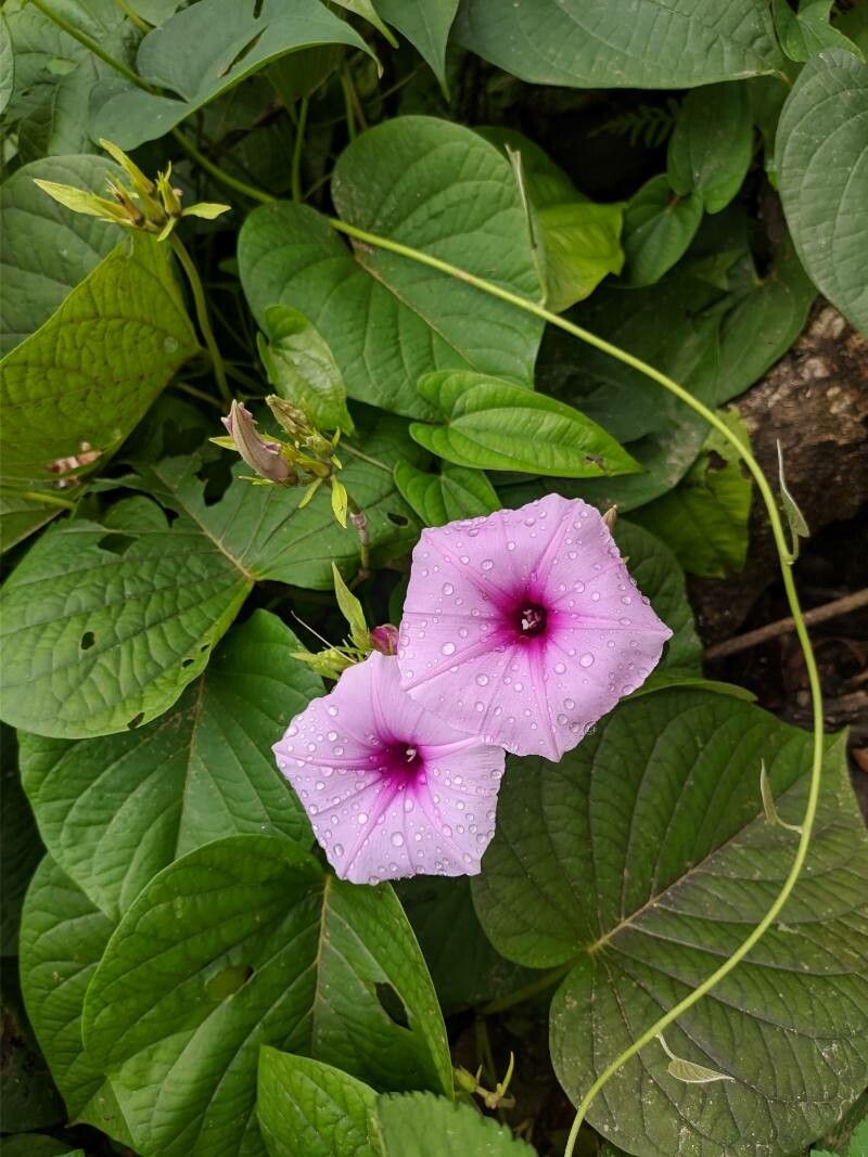 Argyreia hookeri — search result for 'Argyreia'