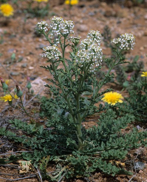 Lepidium thurberi — search result for 'Lepidium'