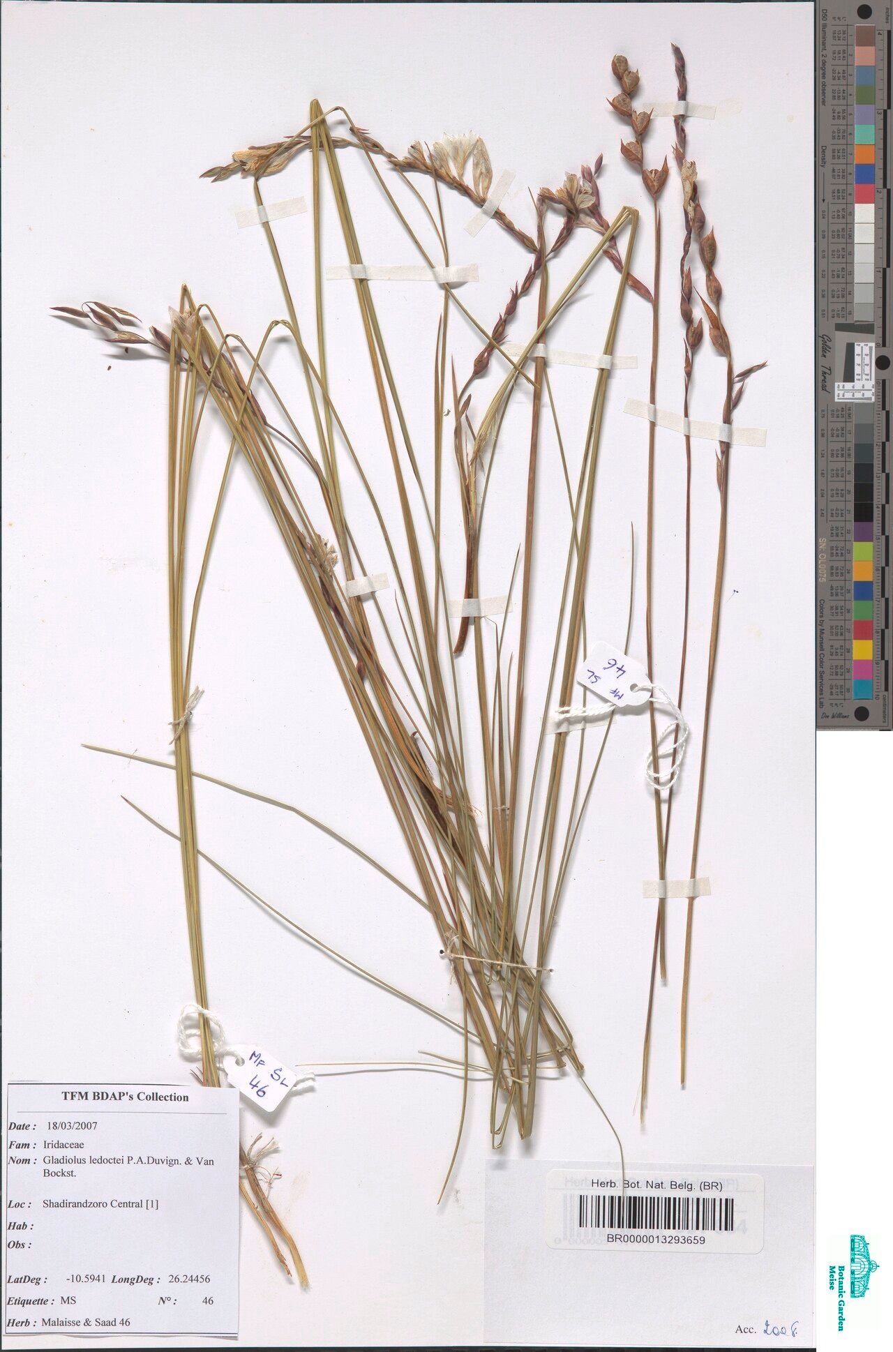 Gladiolus ledoctei — houseplant care guide