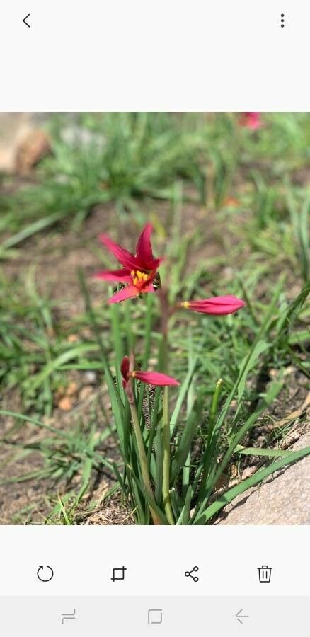 Zephyranthes advena flower