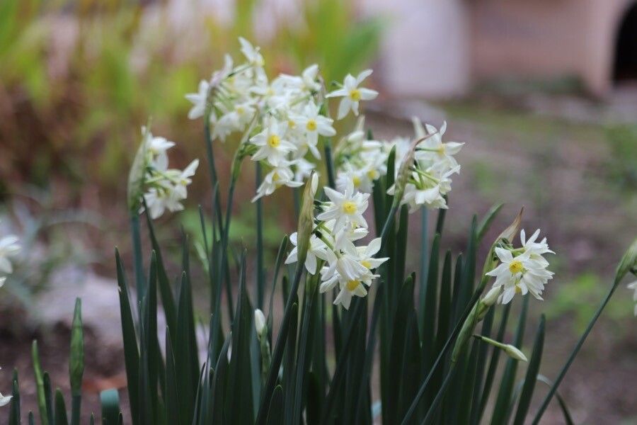 Narcissus tazetta flower