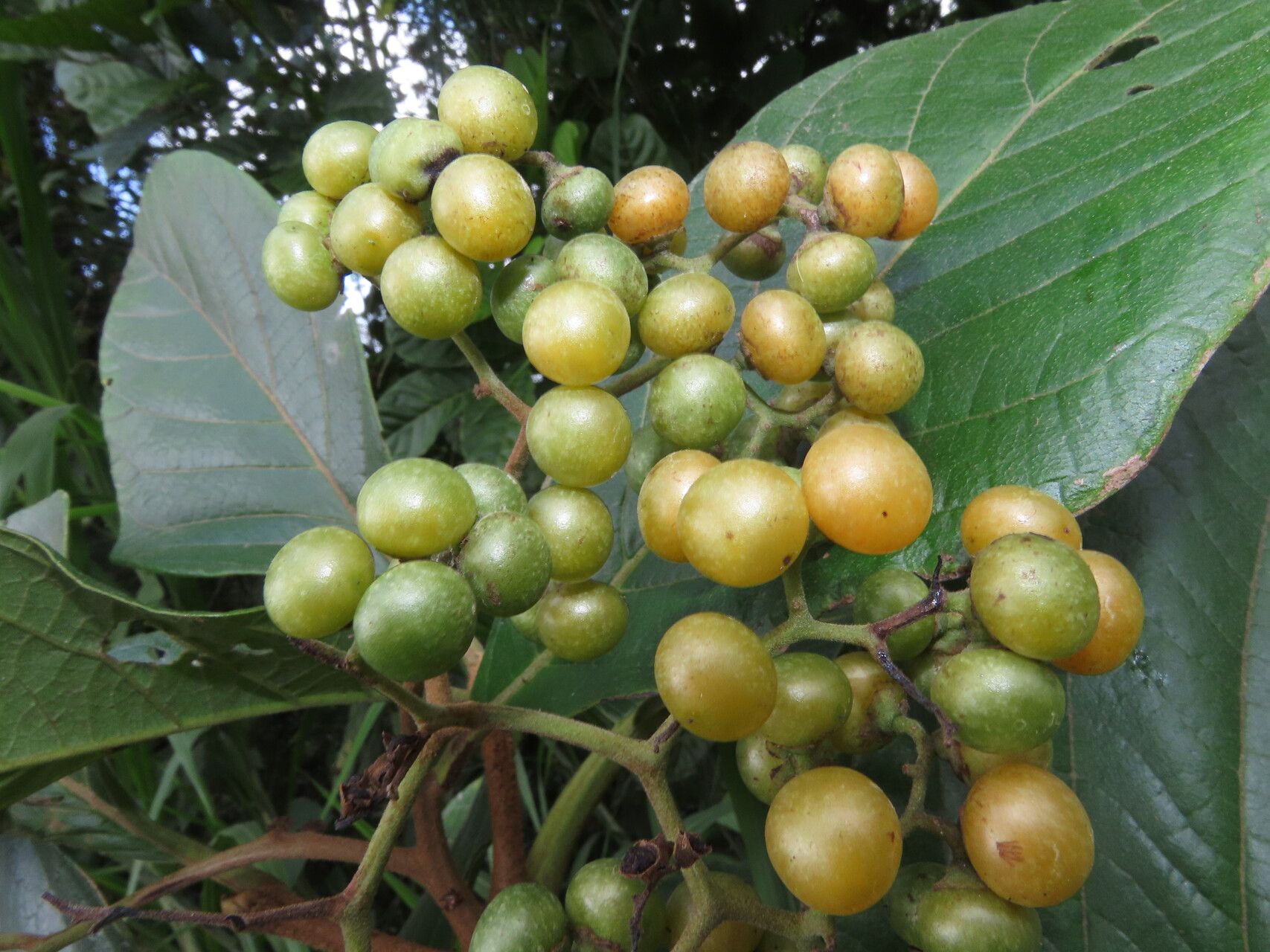 Cordia cymosa fruit
