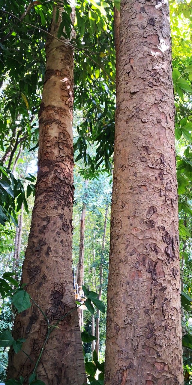 Xylia xylocarpa bark