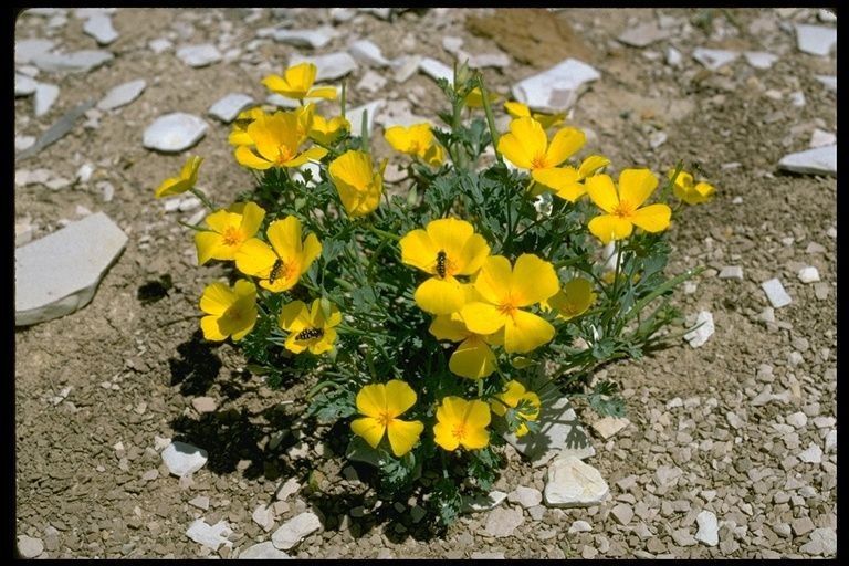 Eschscholzia hypecoides habit