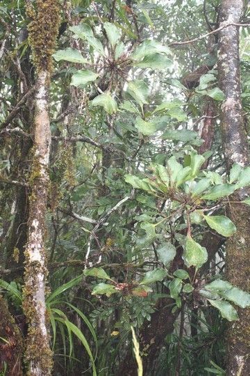 Beauprea crassifolia habit