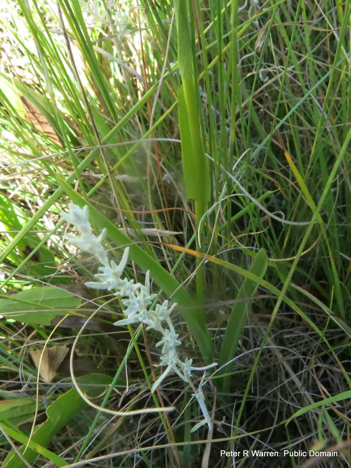 Habenaria filicornis habit
