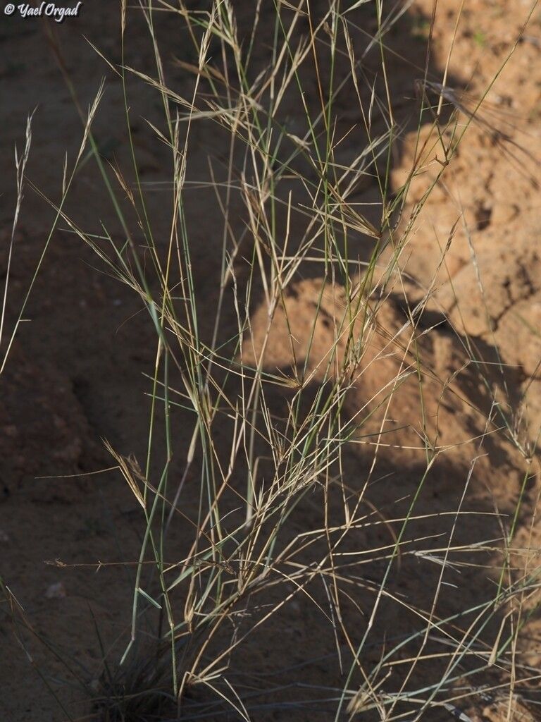 Aristida sieberiana habit