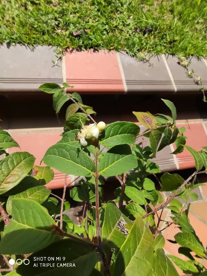 Eugenia stipitata flower