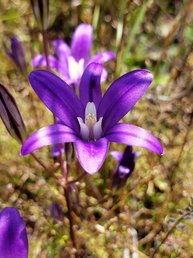 Brodiaea coronaria flower