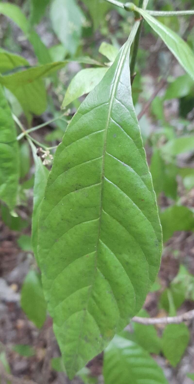 Psychotria nervosa