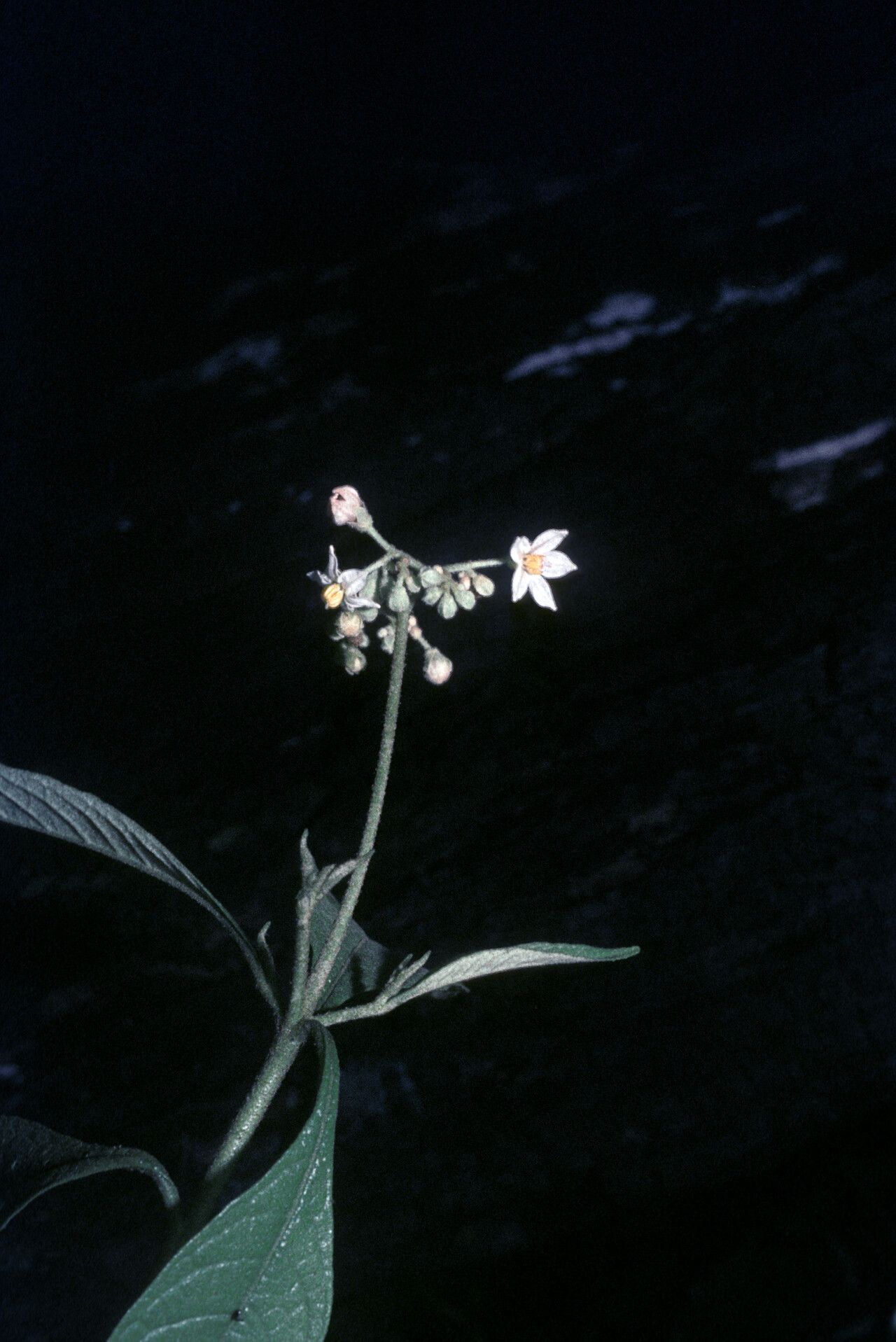 Solanum asperum flower