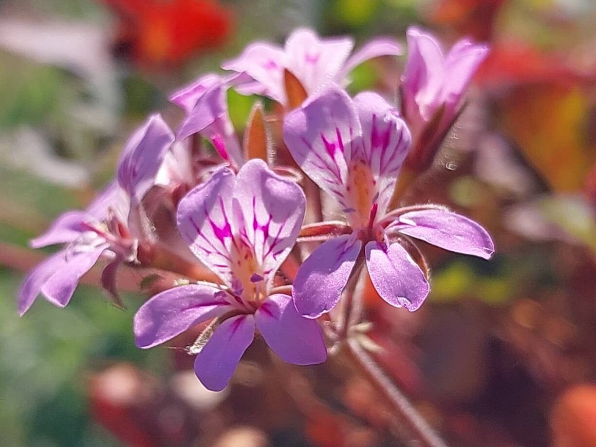 Pelargonium littorale flower