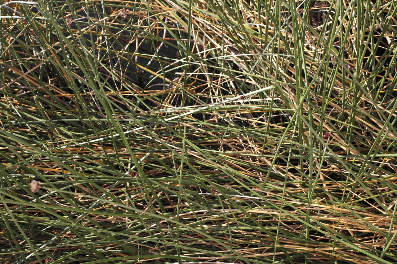 Schoenoplectus californicus leaf