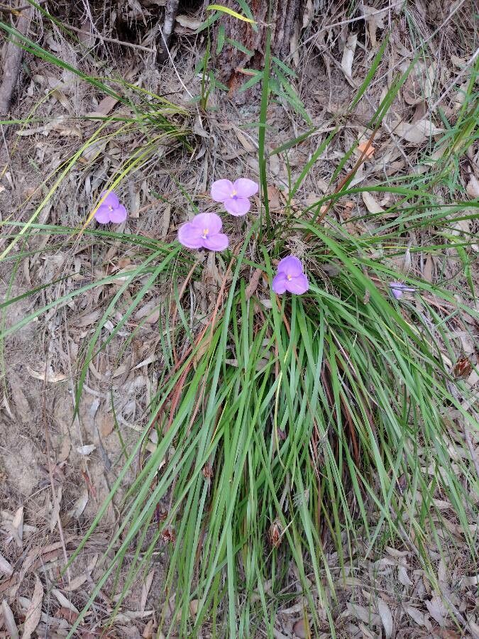 Patersonia sericea habit