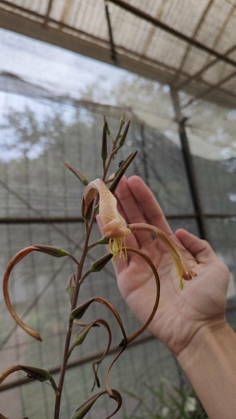 Pitcairnia lanuginosa — search result for 'Pitcairnia'