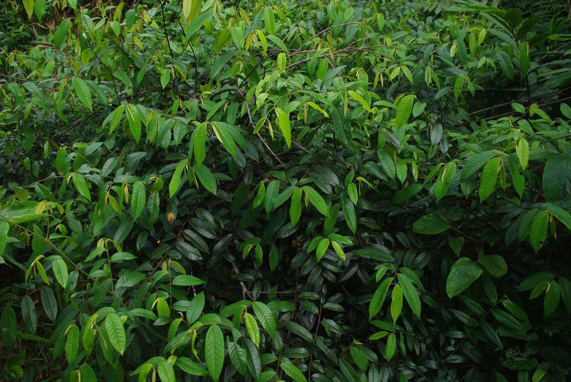 Uvaria muricata habit