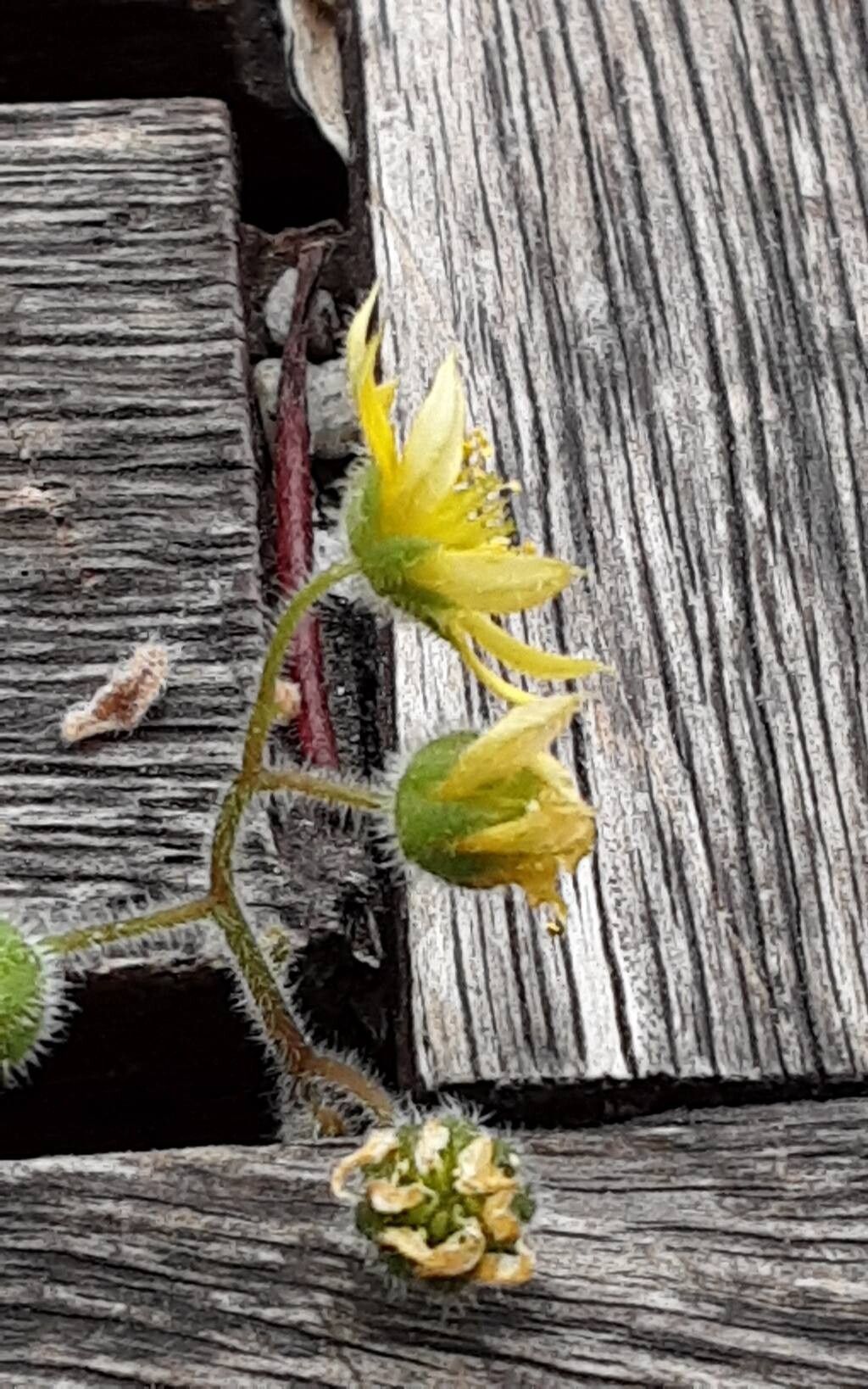 Aichryson porphyrogennetos flower