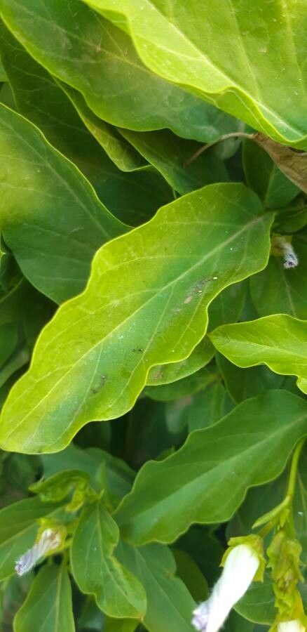 Jacquemontia ciliata — related species from the same genus
