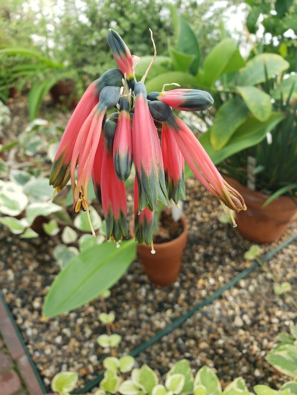Phaedranassa carmiolii flower