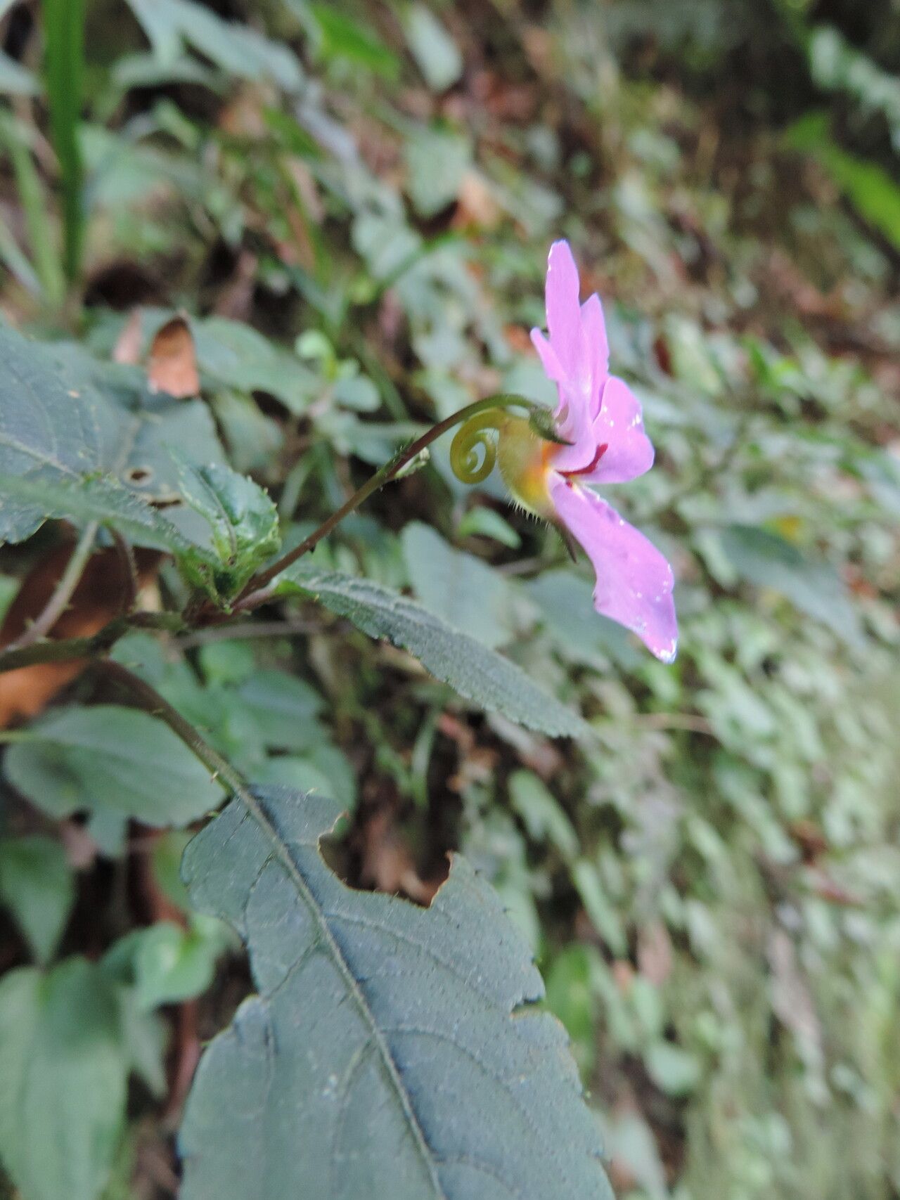 Impatiens purpureoviolacea — houseplant care guide