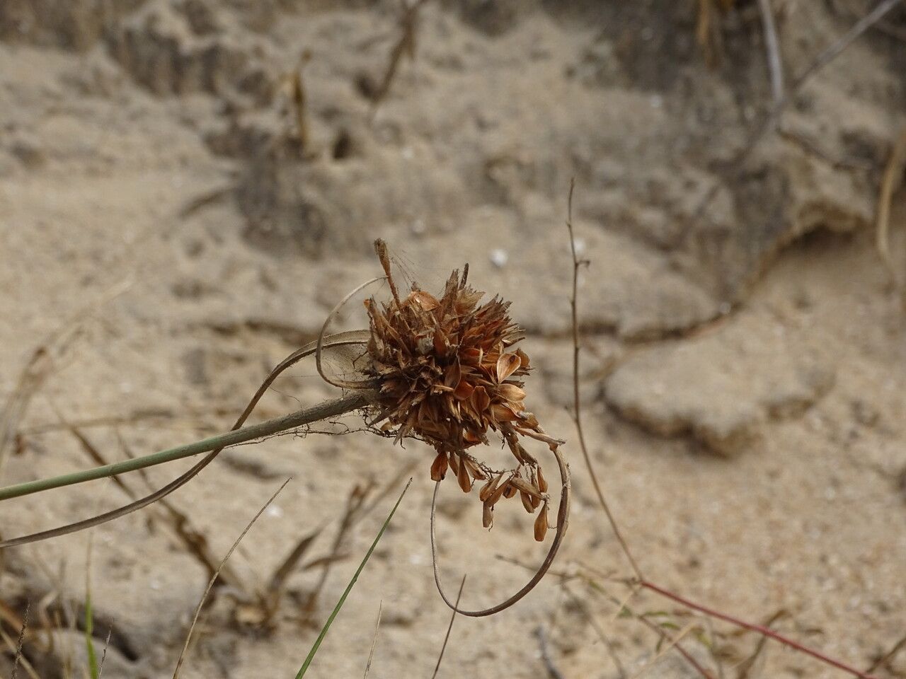 Cyperus crassipes flower