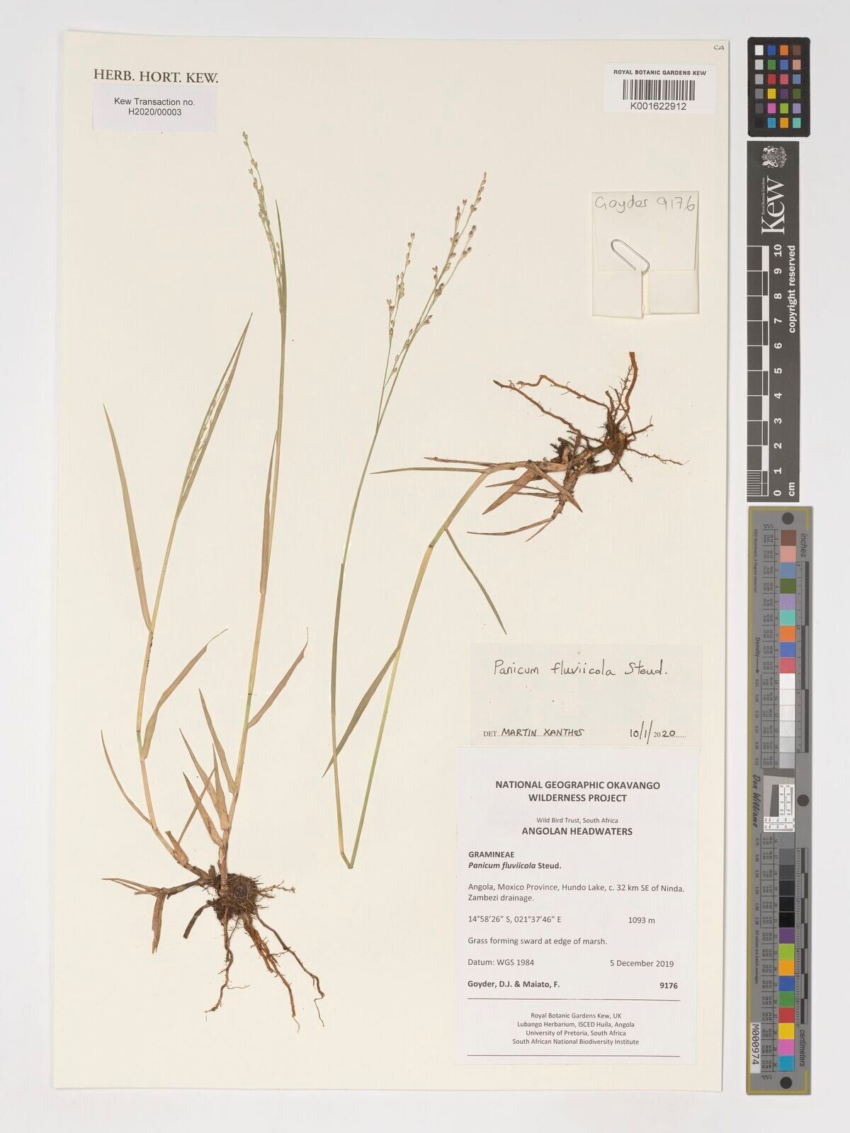 Panicum fluviicola — houseplant care guide