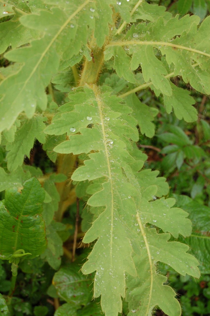 Papaver paniculatum — search result for 'Papaver'