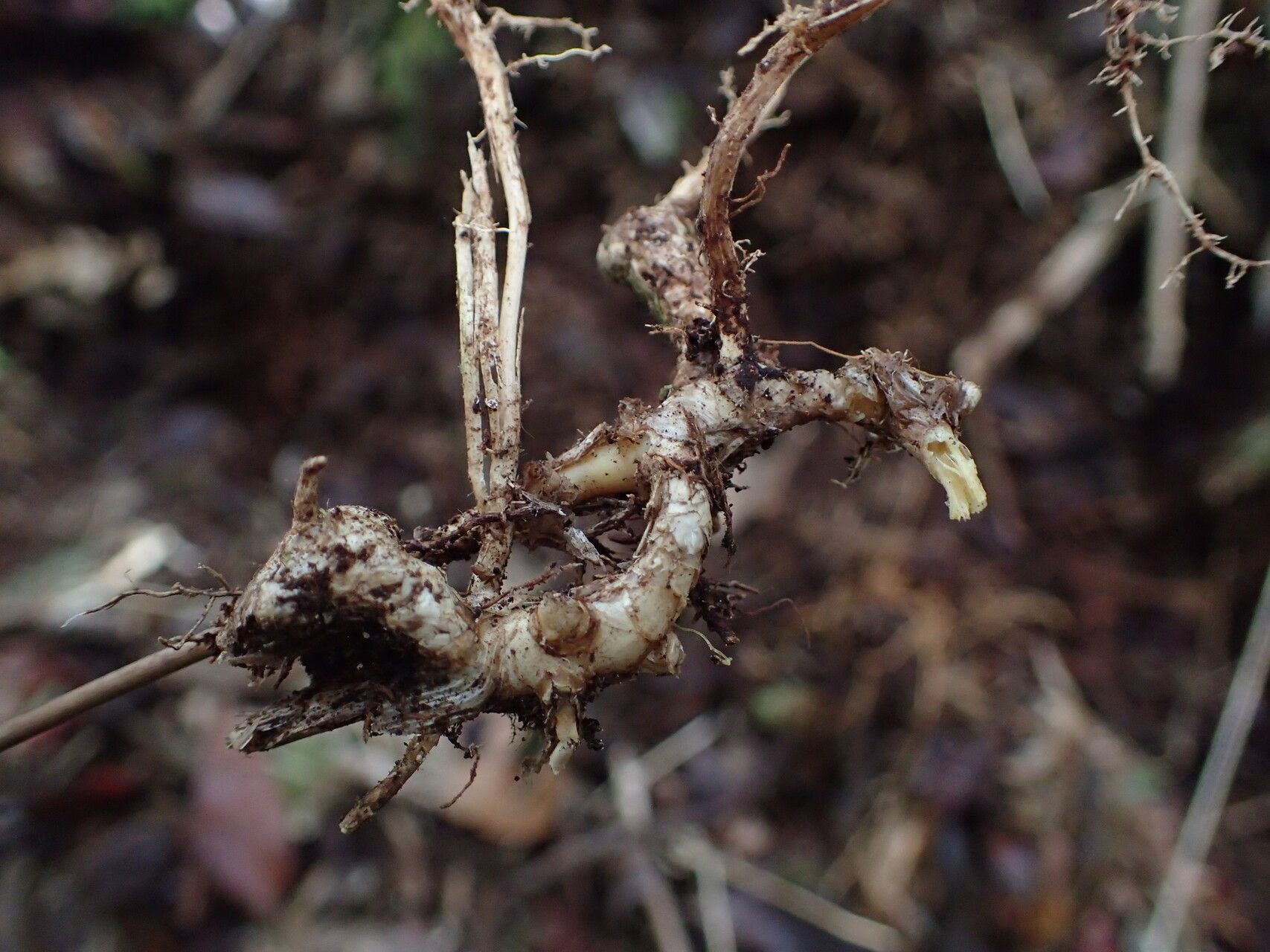 Nastus perrieri bark