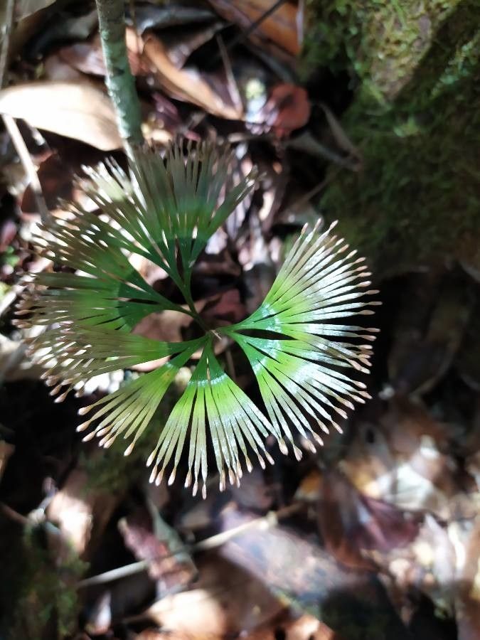 Schizaea dichotoma leaf